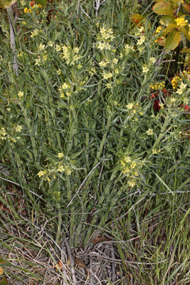 Lithospermum ruderale