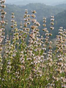 Black Sage