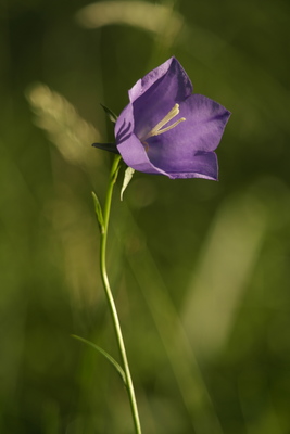 Campanula persicifolia