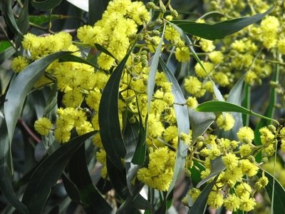 Acacia pycnantha