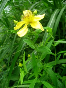 Great Saint John's Wort