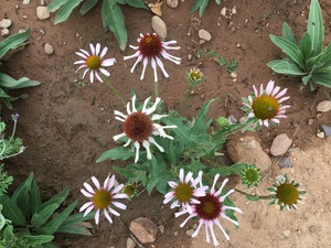 Echinacea angustifolia - Narrow Purple Leaved Coneflower