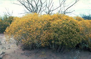 Broomweed