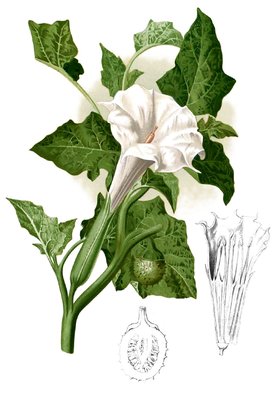 Datura metel