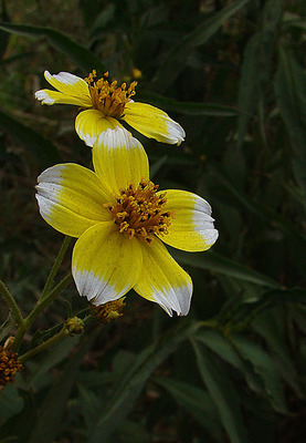 Bidens aurea