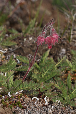 Geum triflorum