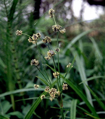 Scirpus microcarpus