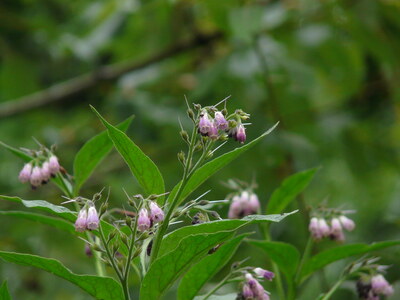 commoncomfrey_creativecommons