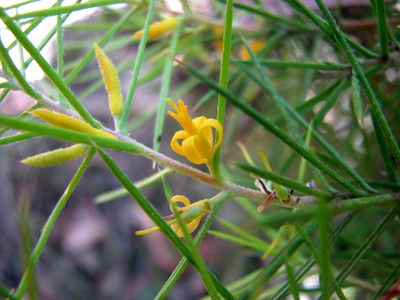 Persoonia juniperina