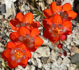 Tritonia crocata