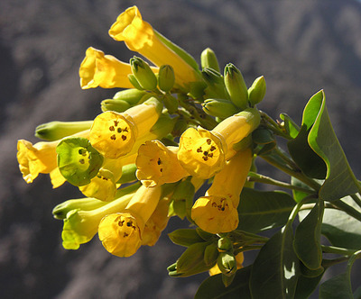 Nicotiana glauca