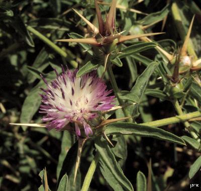 Centaurea iberica