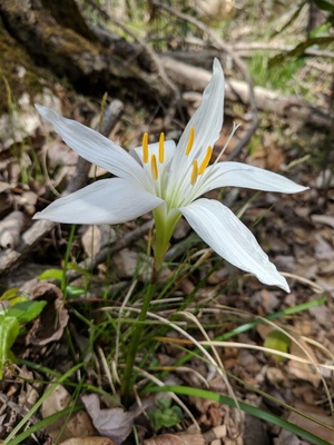 Zephyranthes atamasca