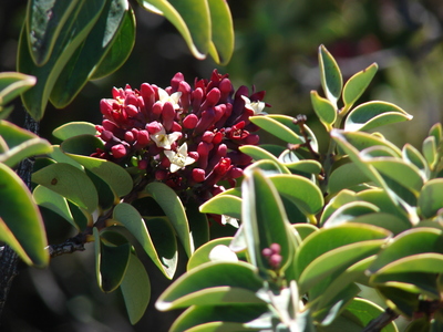 Santalum haleakalae