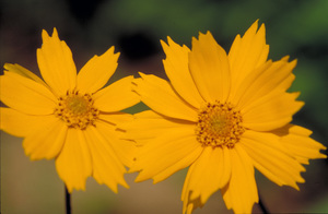 Coreopsis auriculata
