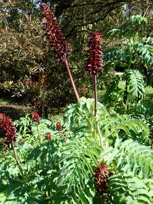 Melianthus major