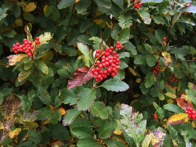 Sorbus mougeotii