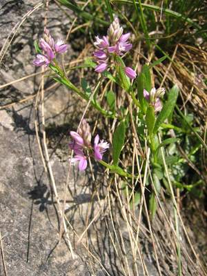 Polygala amara