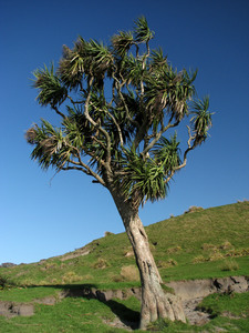 Cabbage palm