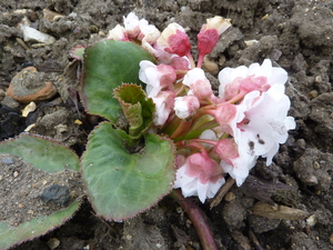 Bergenia ciliata