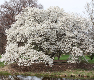 Magnolia kobus