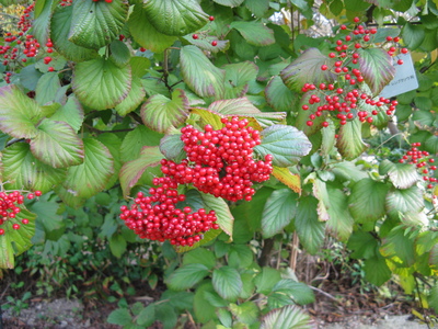 Viburnum dilatatum