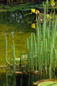 Common Marestail