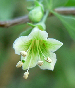 Pale Wolfberry