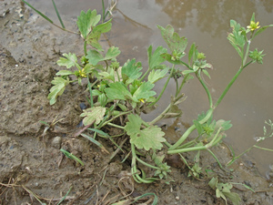 Rough-Seed Buttercup