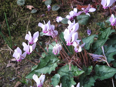 Cyclamen hederifolium