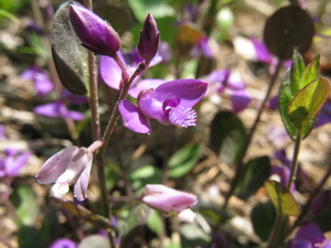 Polygala japonica