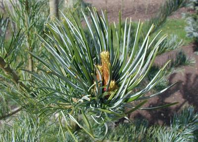 Pinus parviflora