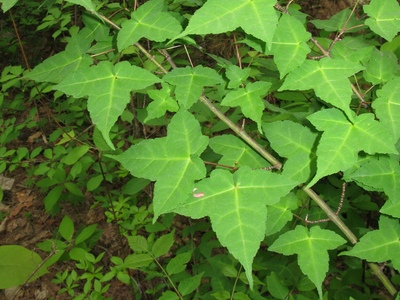 Acer crataegifolium