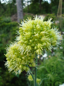 Twistedleaf Garlic