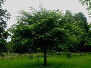 Japanese Elm