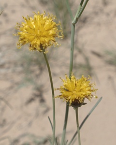 Navajo Tea