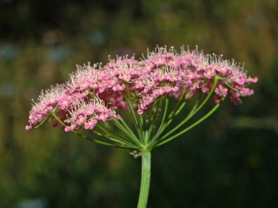 Pimpinella major