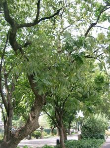 Chinese Soapberry