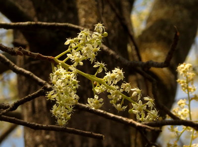 Chloroxylon swietenia