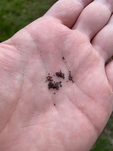 St John's Wort / Johanniskraut foraged seeds  