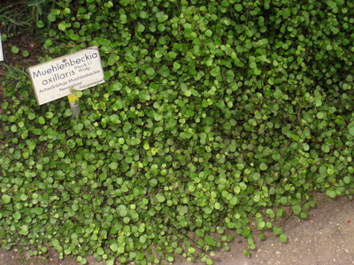 Muehlenbeckia axillaris