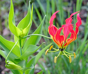 Gloriosa Lily