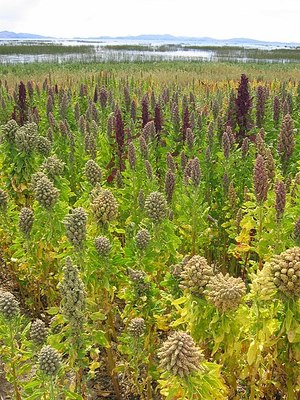 A field of Quinoa growing at Lake Titicaca, Bolivia