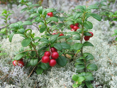 Vaccinium vitis-idaea