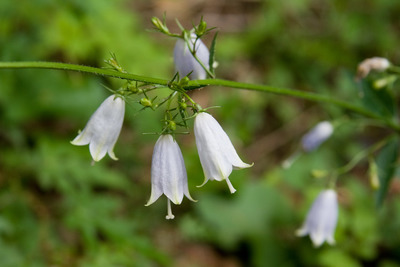 Adenophora triphylla