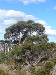 Mt Wellington Peppermint