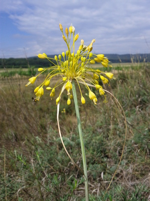 Allium flavum