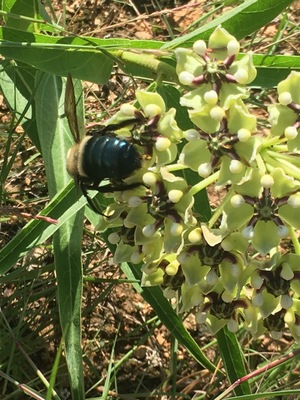 Carpenter beer on asperula