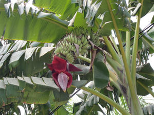 Dwarf Banana