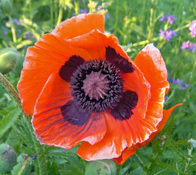 Papaver orientale